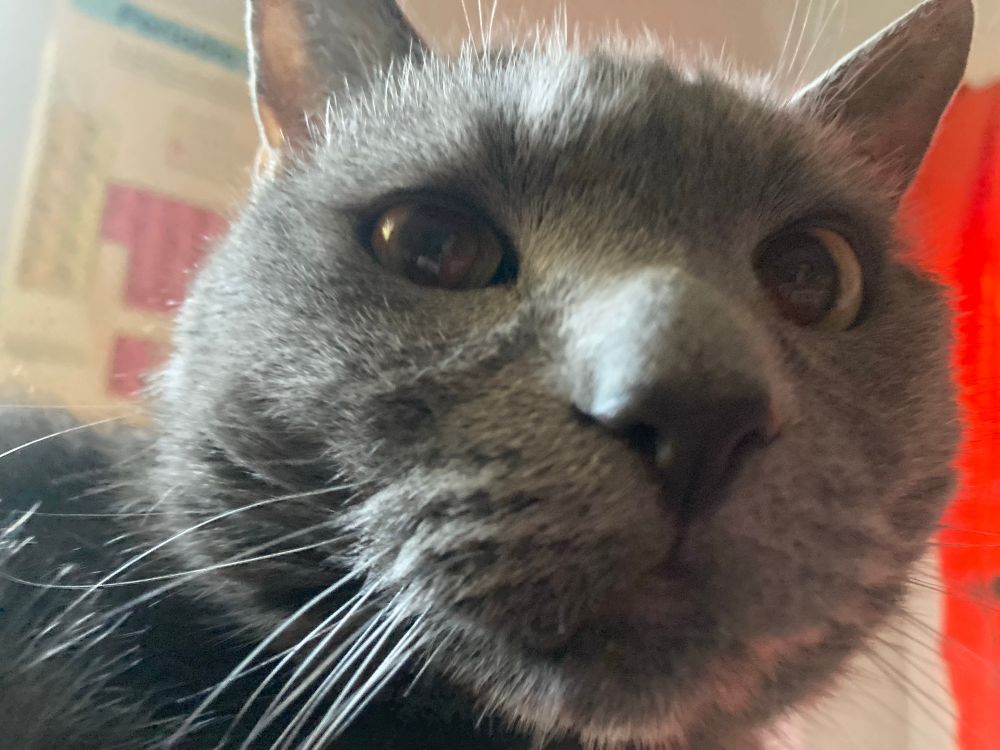 A cat zooms in on your face 