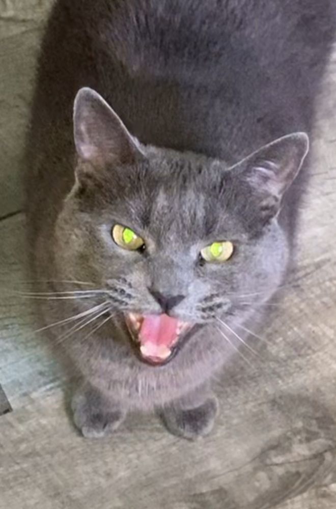 A cat screech-meows