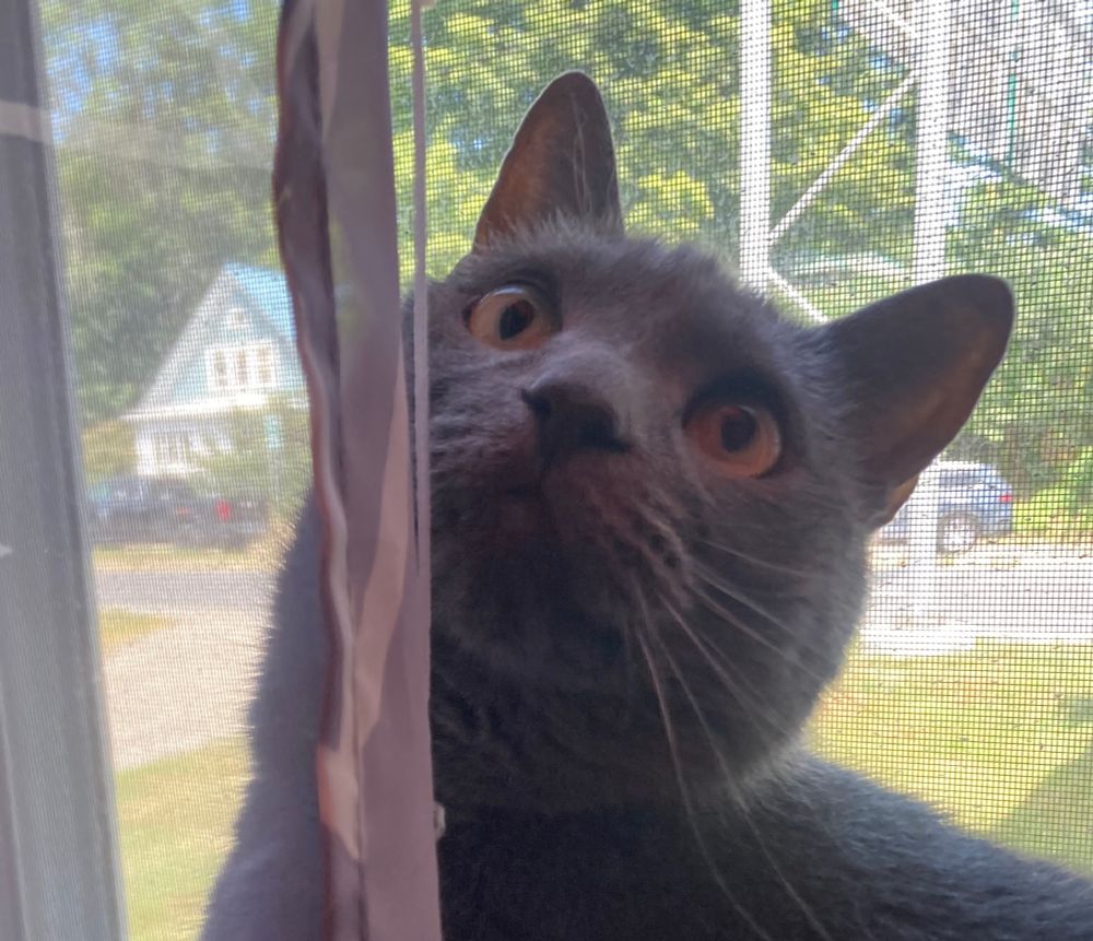 A cat sits in the window to watch birbs.