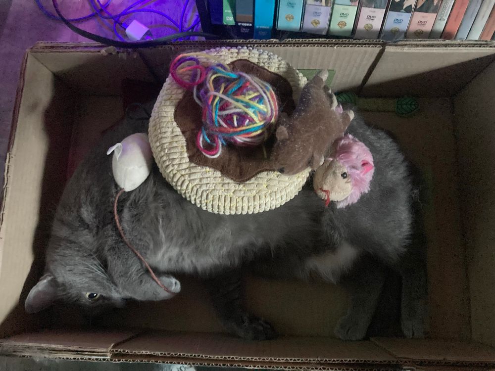 A cat is buried under toys.