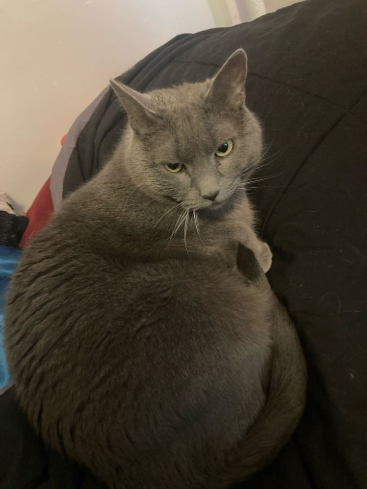 Theo, a gray cat, on the bed