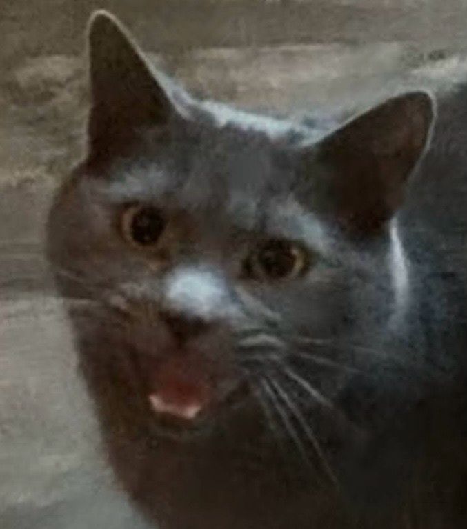 A cat freaks out in the middle of a kitchen