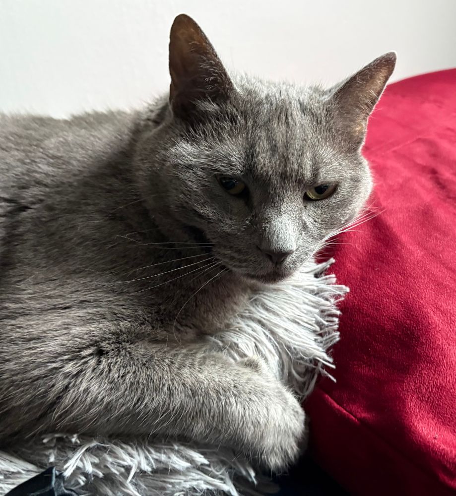 A gray cat is pleased.