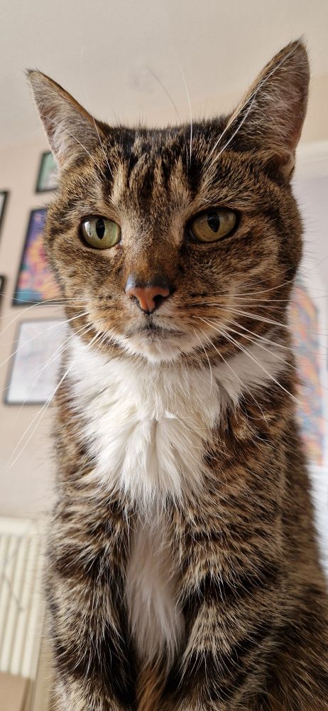 Portrait photo of Darwin the cat, he is a tabby with a big tuxedo-style chest.