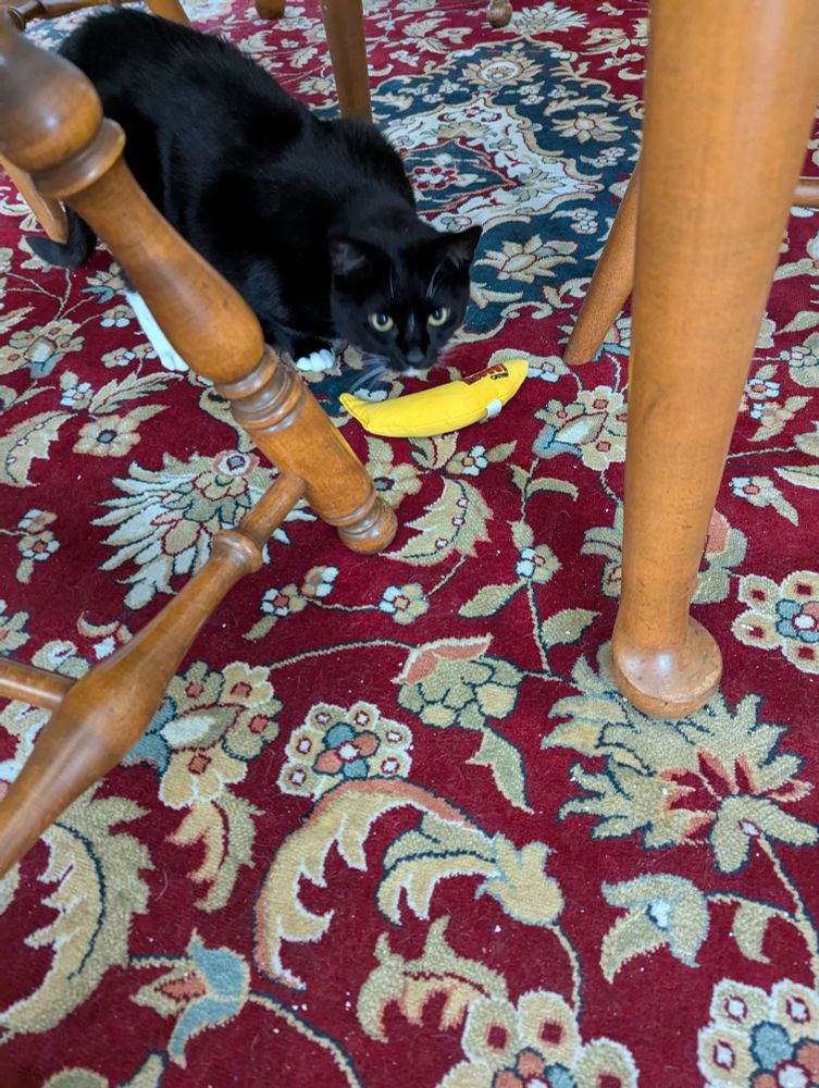 Mostly black cat hiding under dining table with giant banana toy