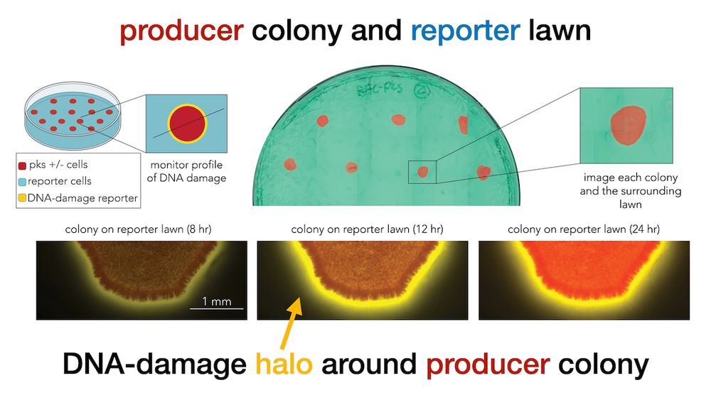 Diagram of experiment setup. Colony of a colibactin producing cell is placed on a lawn of DNA-damage reporter cells. The yellow halo around the colony marks DNA damage 