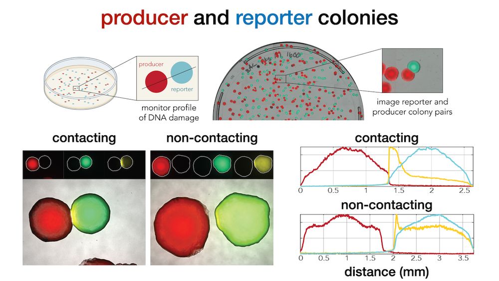 Experiment setup for monitoring colibactin induced DNA damage in neighboring colonies. 