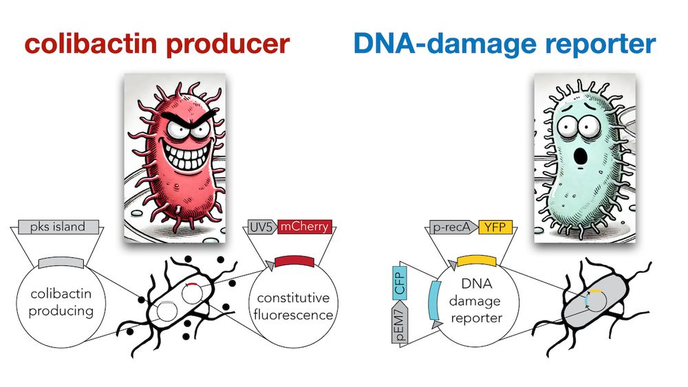 Diagram showing the plasmids used for cloning the colibactin producing strain and the DNA-damage reporter strain