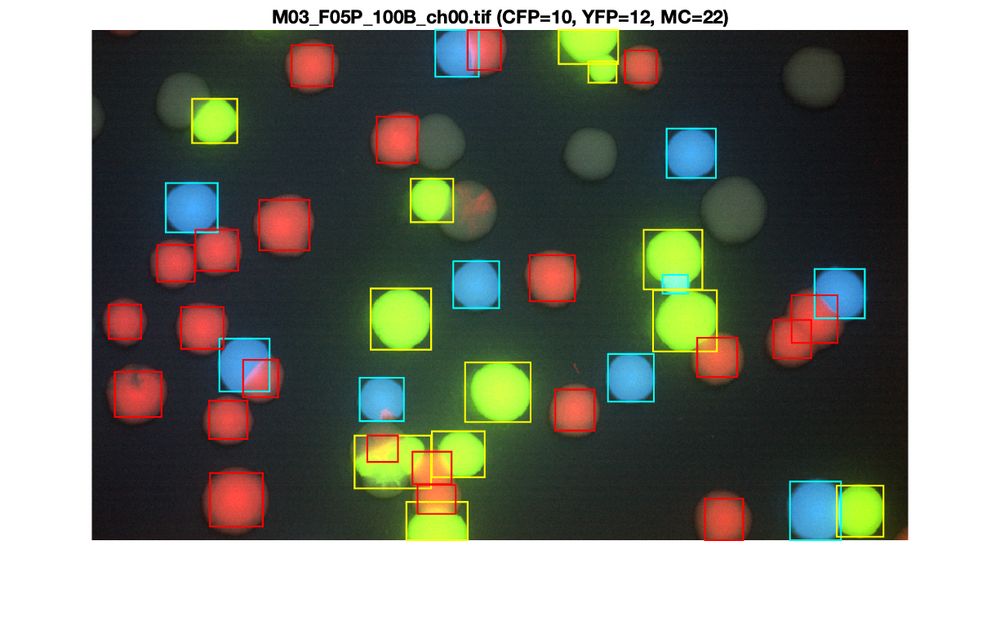 Microscopy image of fluorescent colonies of E. coli after automatic image segmentation