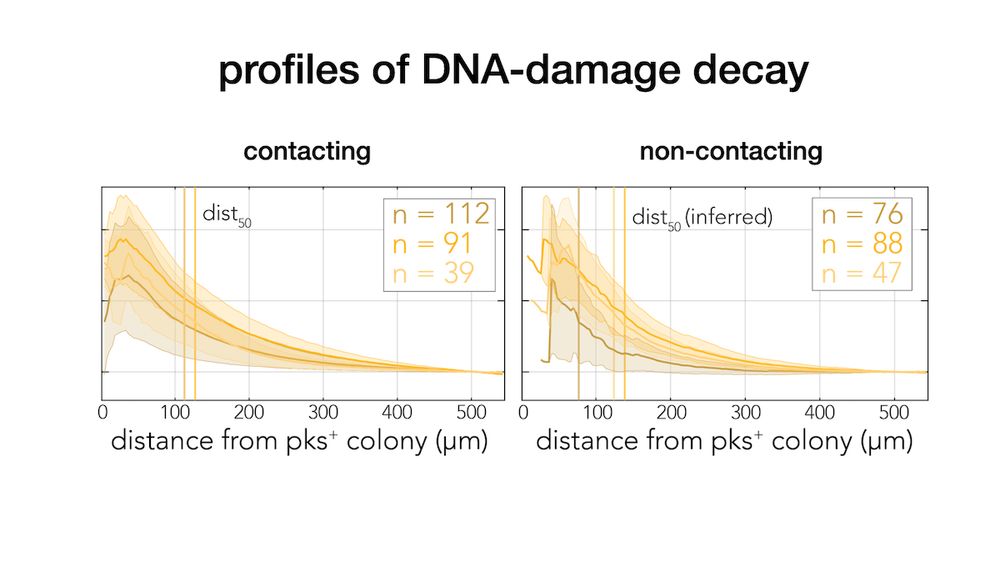 Traces of DNA-damage reporter decay with distance from colibactin producers