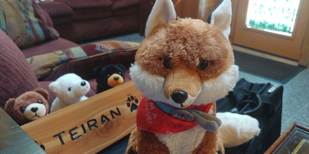 An image of a plush fox looking at the camera wearing a stethoscope, reminding the reader to take care of themselves becuase they're important, while a trio of small bear plushies look on in the background from behind a wooden board. 