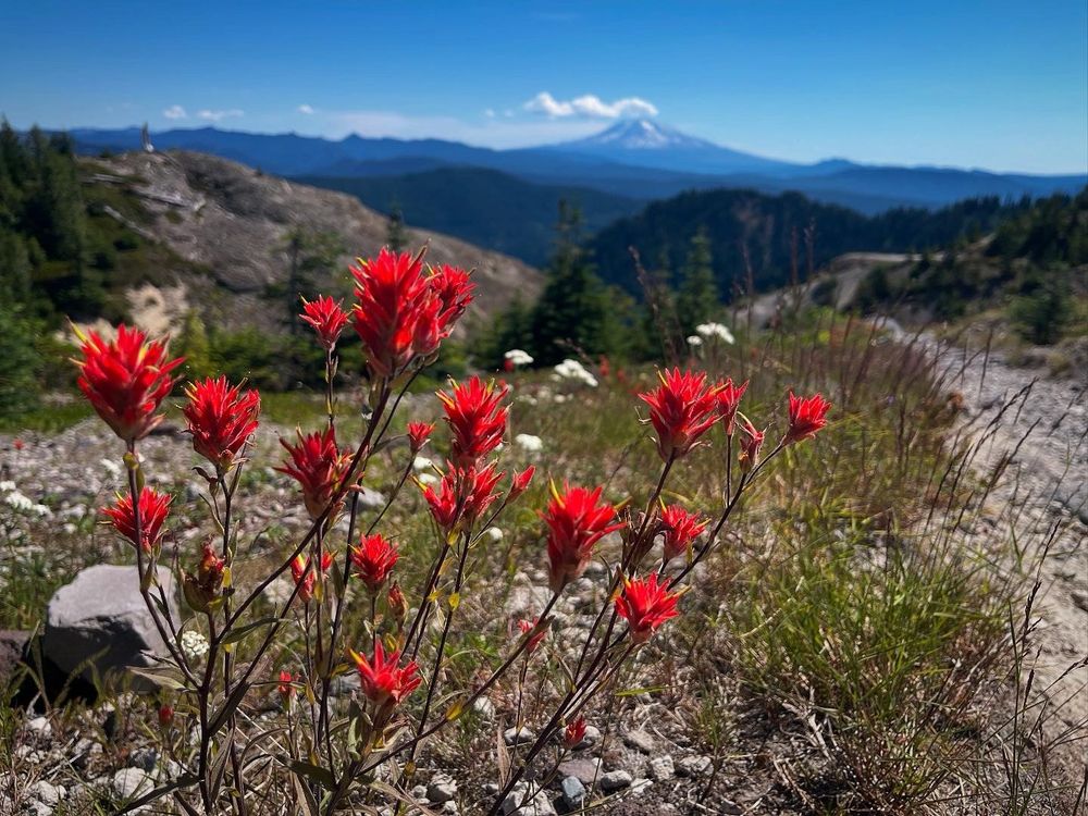 Red flowers with hills and mountain in distance. 