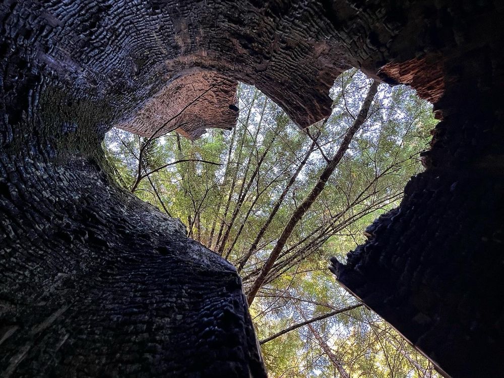 Looking up from inside a burned, hollowed tree to a heart-shaped opening at the top.