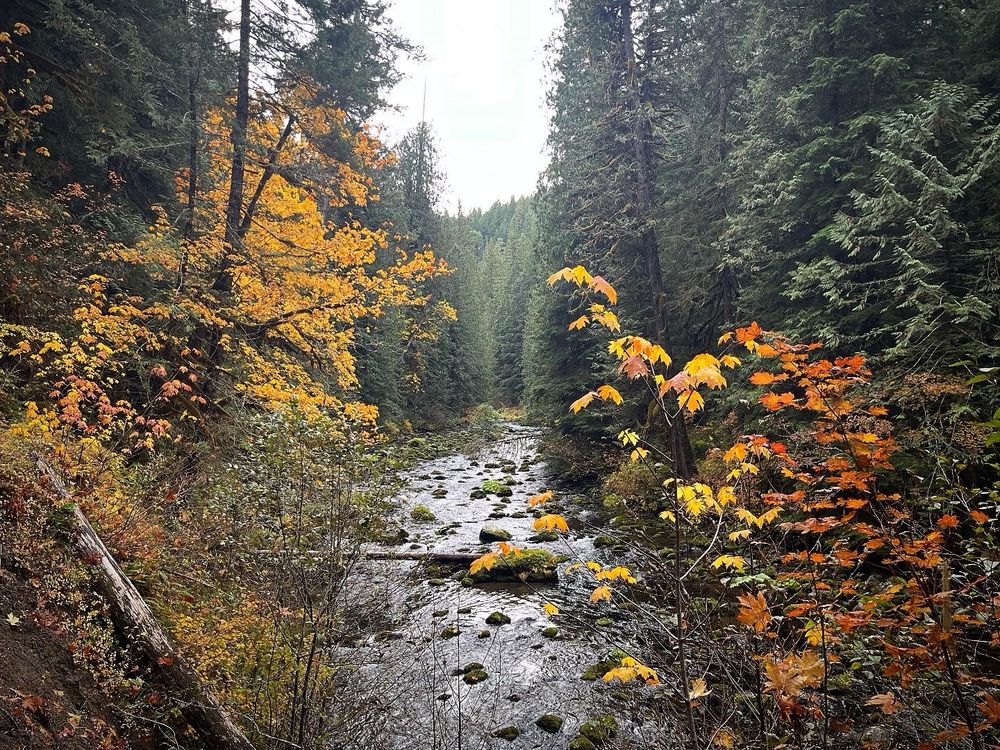 Fall colors on the river