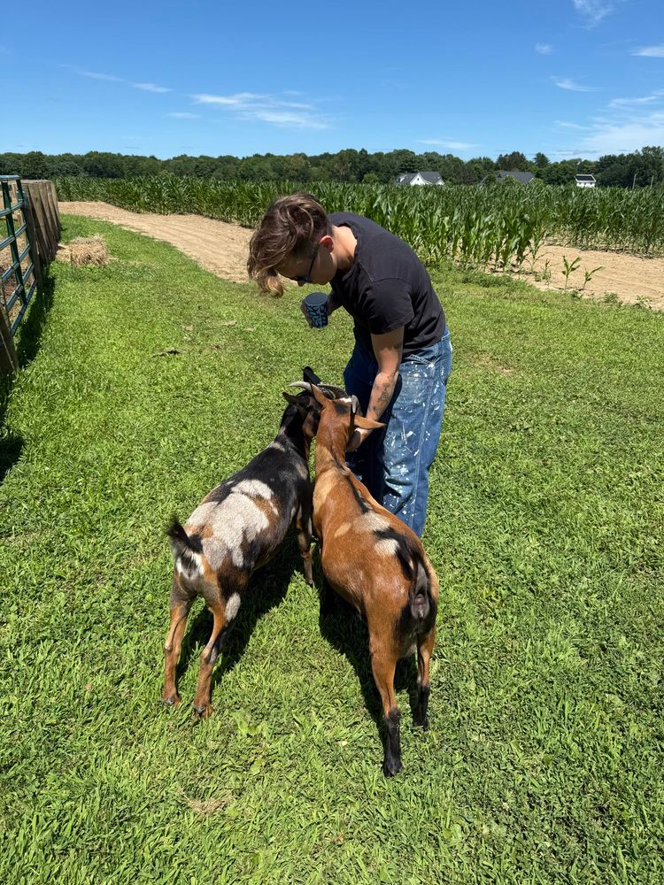 Lucy looking down at the two goats she is feeding