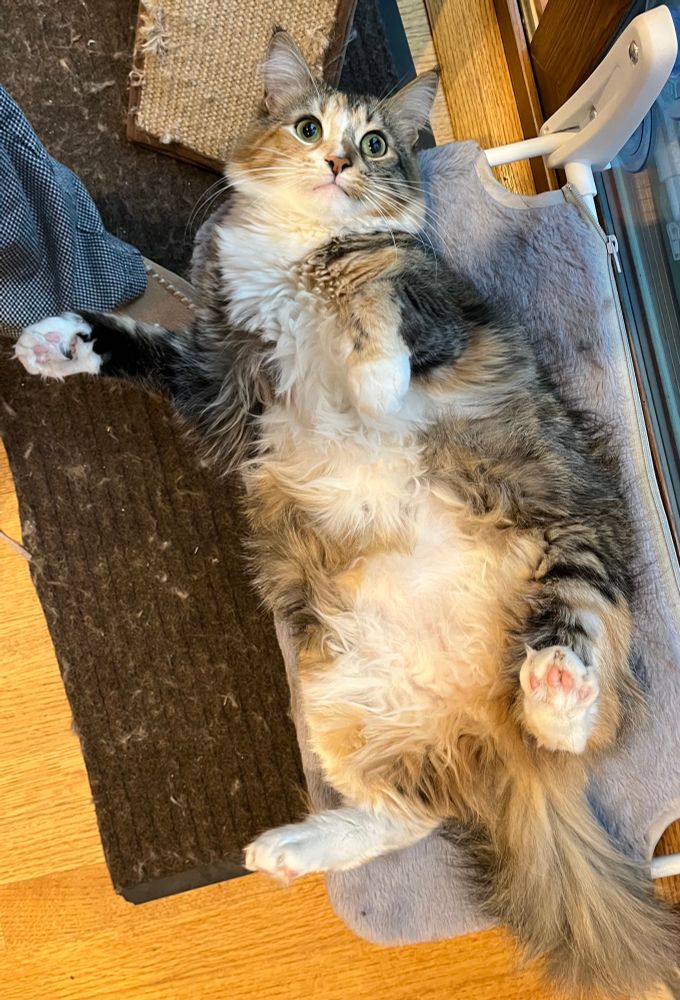 A kitty lying belly up looking dumb and innocent 