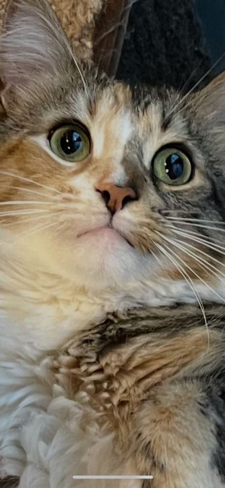 A innocent kitty face