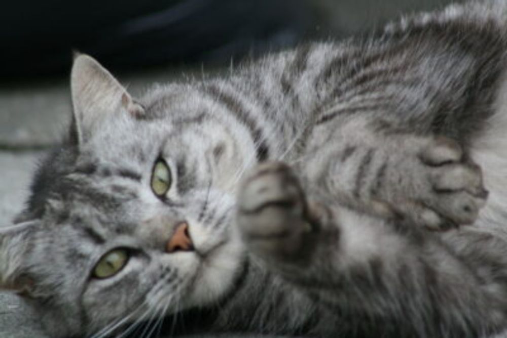 Video apparently shows a man swinging a cat by the tail and slamming him onto pavement after a fall from an upper floor. Demand maximum sentencing, restitution, counseling, and a lifetime ban on anima...