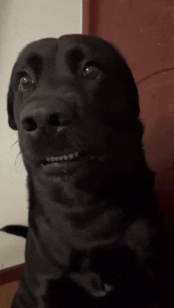 a close up of a black dog 's face looking at the camera