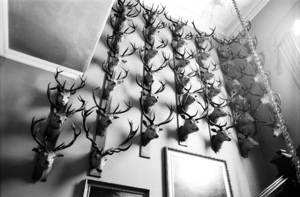 Dozens of stag trophies mounted on a wall in a Scottish castle.