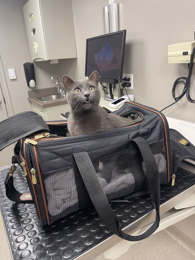 An image of a short haired gray cat in a vet’s office. Her eyes are wide open and her mouth is slightly open. She appears to have a surprised expression on her face 