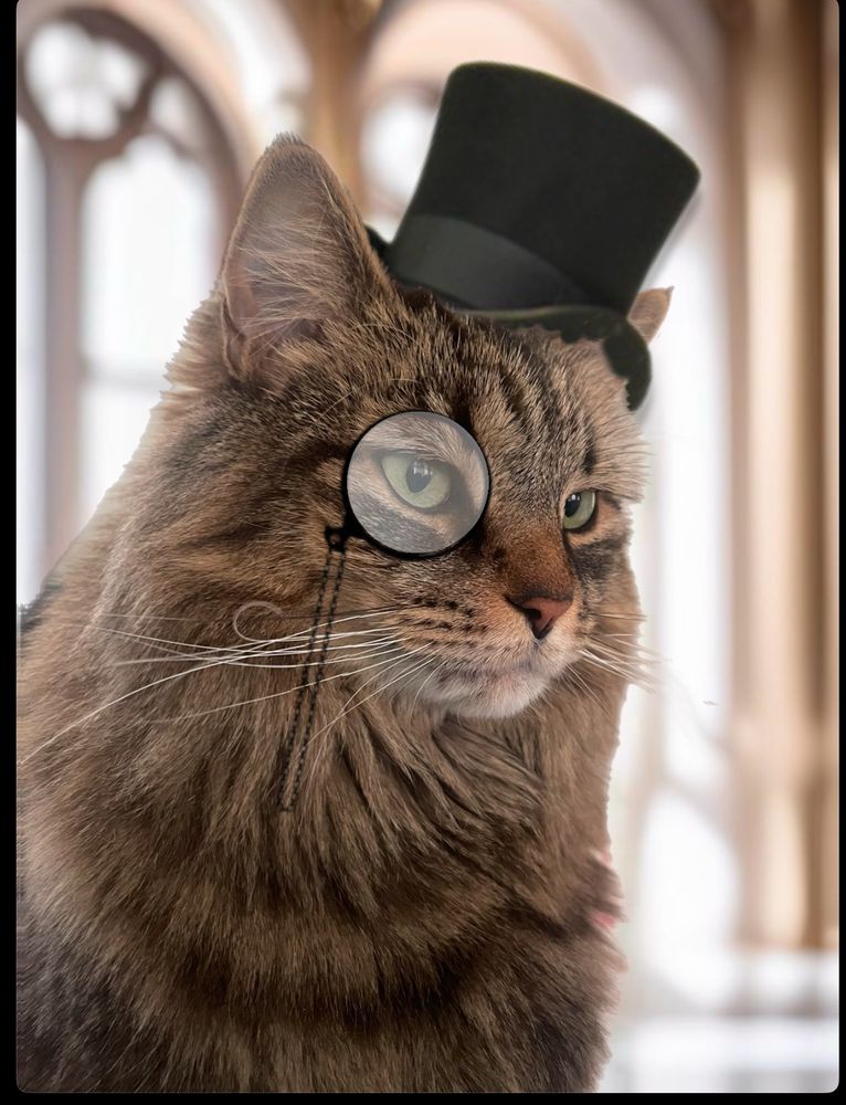 An image of a long haired brown tabby cat. He has one whisker that curls around resembling a handlebar mustache. The image has been photo edited to show the cat wearing a black top hat and a Monacle