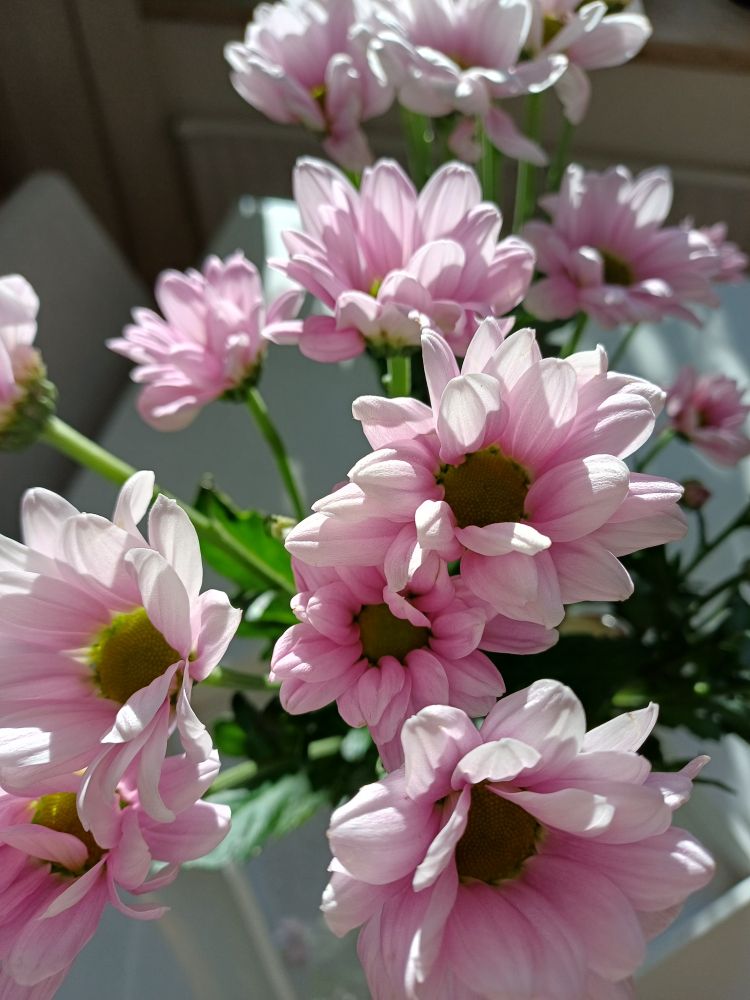 Ein Strauß kleiner hellrosa Chrysanthemen, von der Sonne beschienen. 