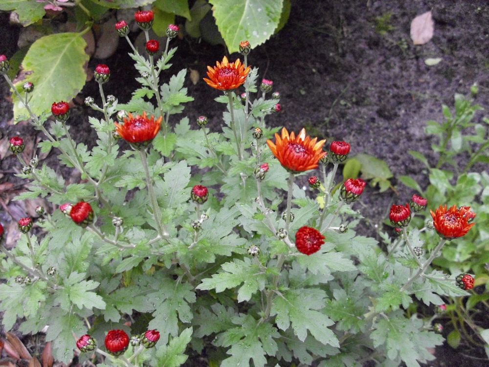 Rostrot blühende Chrysanthemen mit vielen grünen Blättern auf Gartenerde.