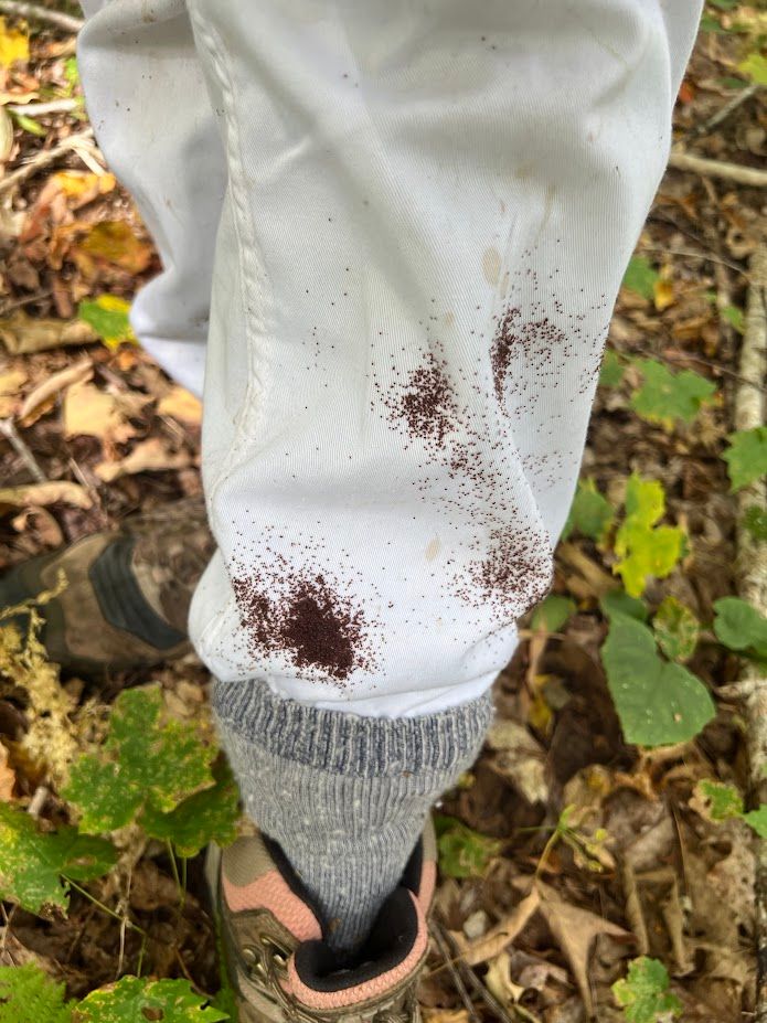 Winter tick larvae on pant-leg