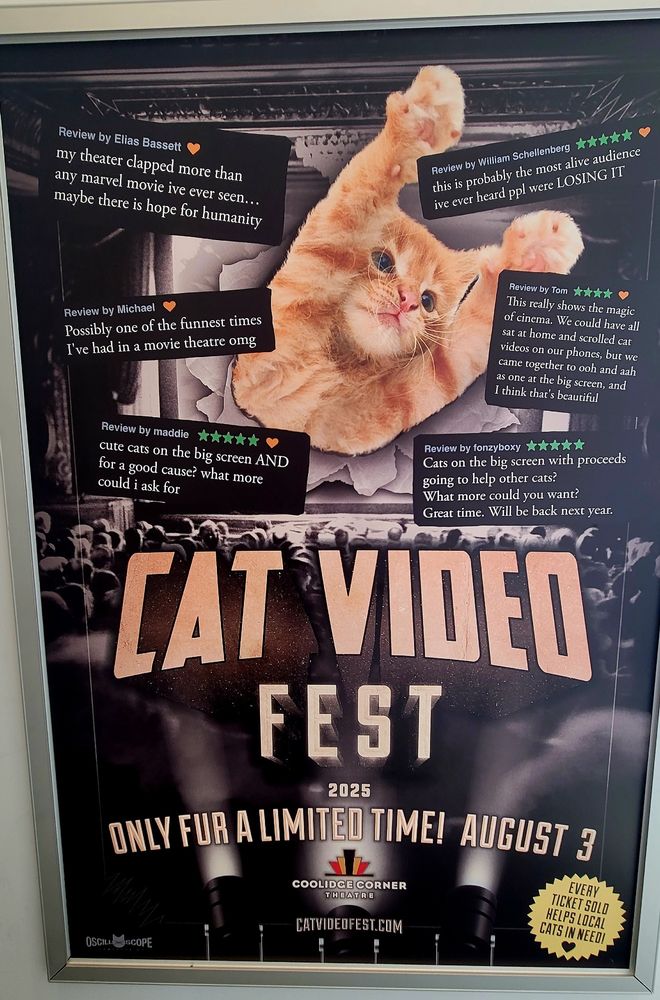 Post her for a film screening of the "Cat Video Fest"