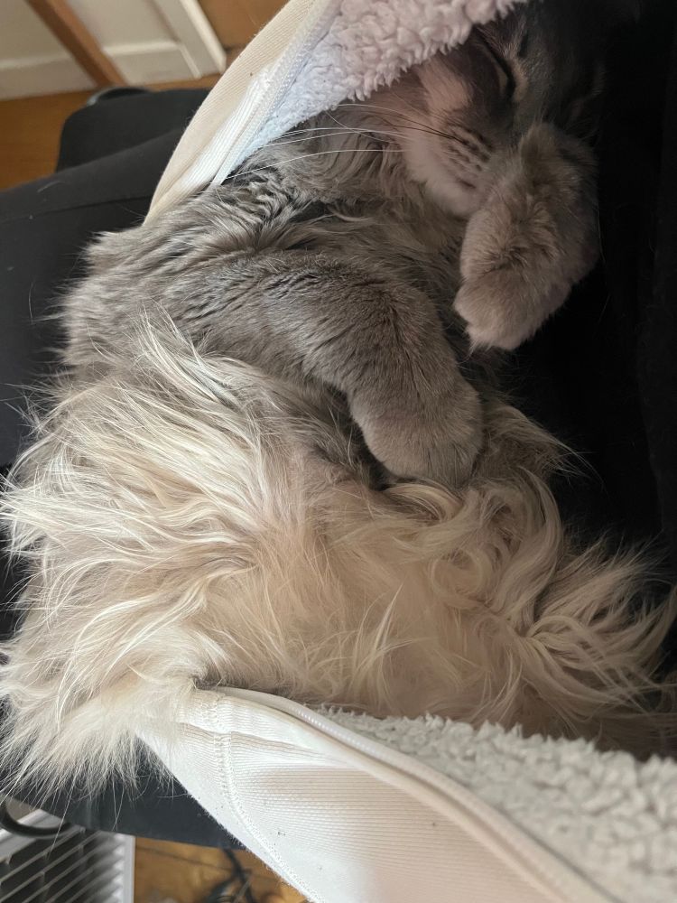 Long-fured gray cat sleeping in my open sweat like a baby kangaroo