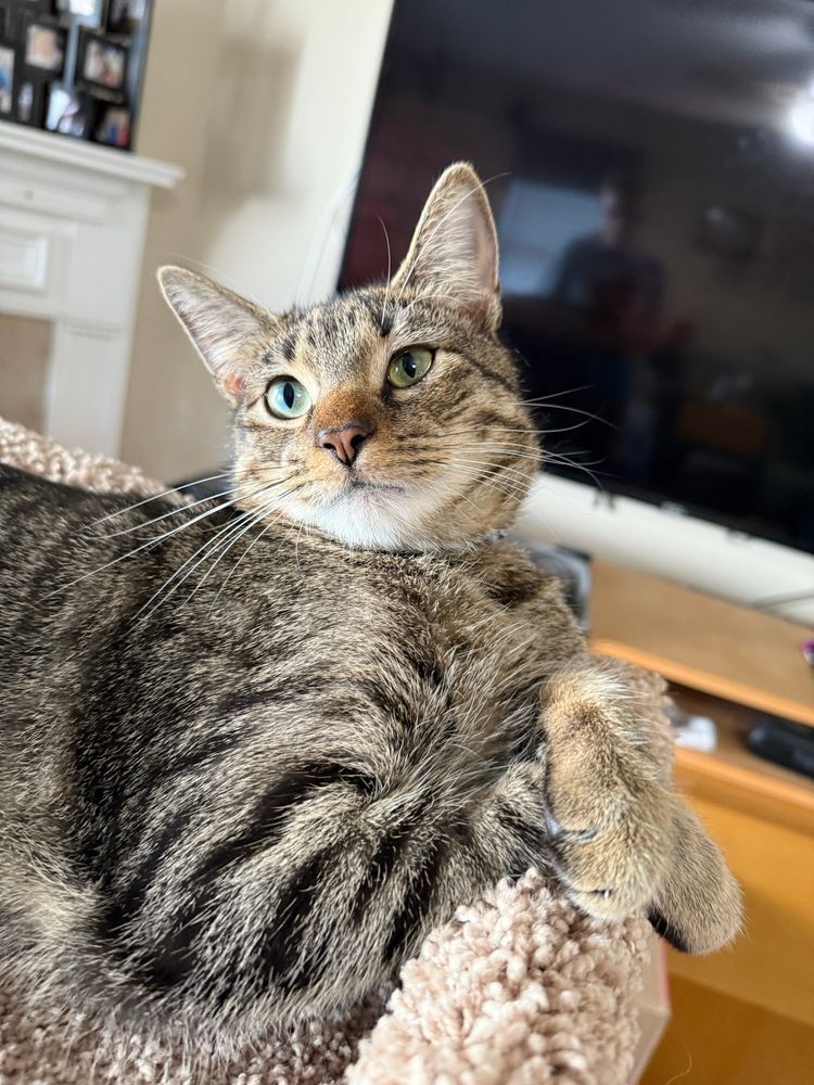 A gray tabby laying on top of his cat tower, with his front paws crossed. 