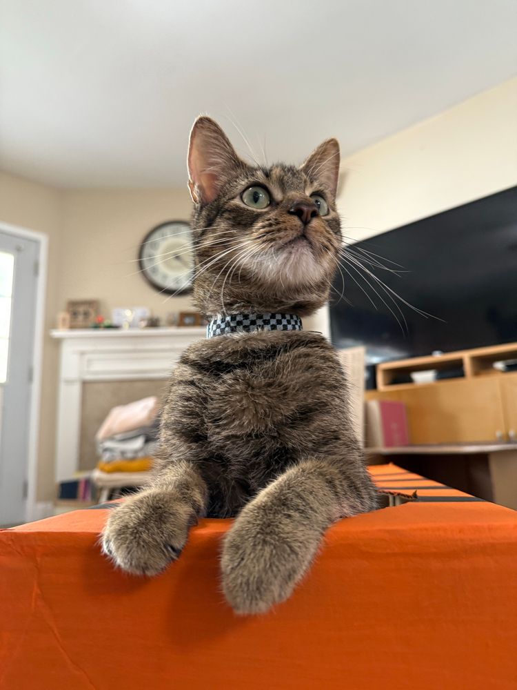 A gray tabby cat popping out of a hole cut in the top of a bright orange box. He’s resting his paws on the box as he looks at something behind the camera. 