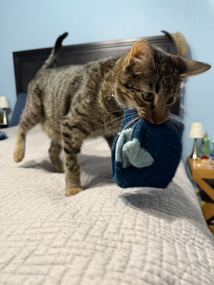 A gray tabby cat walking on a bed while carrying a pair of blue socks in his mouth. 