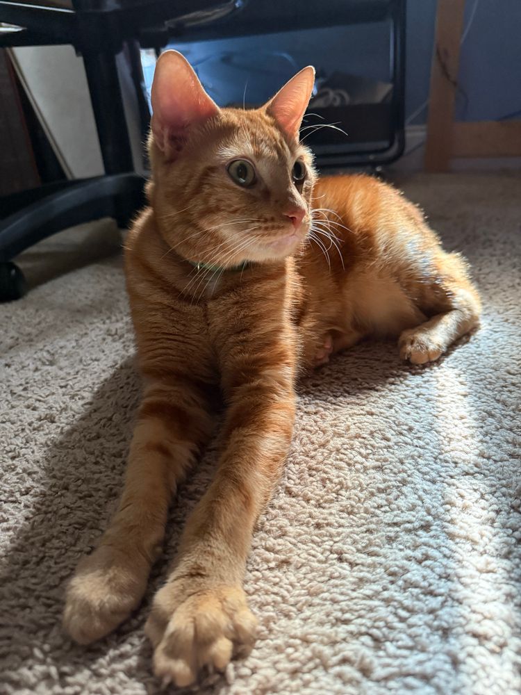 An orange tabby cat laying on the floor just relaxing with a sliver of sunbeam across his back leg. 