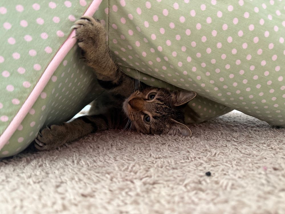 Gray tabby cat hiding under a cushion. 