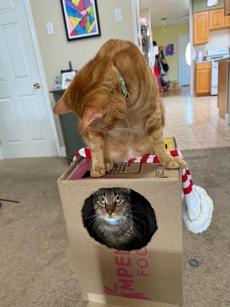 Two cats playing. A gray tabby cat is sitting in a box, looking up because he knows that an orange tabby cat is sitting on top of the box, plotting an attack. 