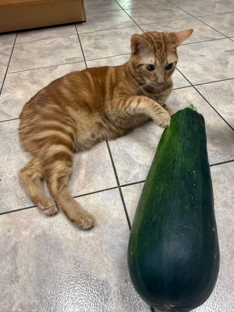 An orange tabby cat laying on the floor, looking at and touching his paw against a giant zucchini that’s also laying on thr floor. 