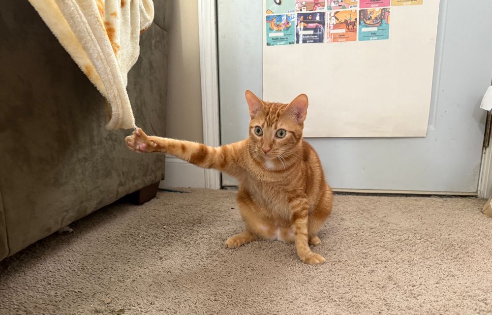 An orange tabby cat sitting on the floor, and his right front paw is sticking straight out to the side because his claw is stuck in a blanket hanging over the side of a couch. He’s staring off into the distance, perhaps pondering how to get unstuck, or maybe thinking if nothing at all. 