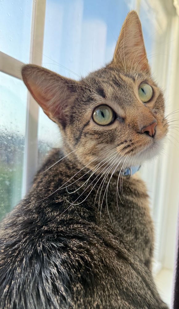 A tabby cat sitting in a window, showing off some of the grays and browns in his fur, and his long white whiskers. 