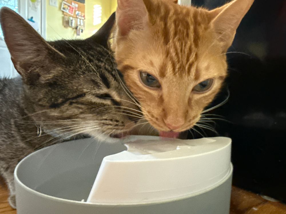 Two cats, a gray tabby and a orange tabby, both drinking from a fountain water bowl, with their heads side by side and their tongues out. 