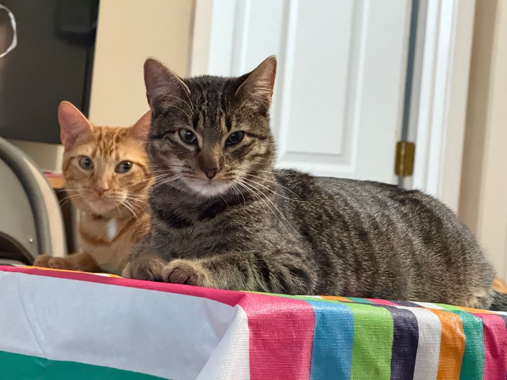 An orange tabby cat and a gray tabby cat laying side by side on top of a table with a colorful striped tablecloth on it. They gray cat is looking at the camera and the orange cat is looking at the gray cat. 
