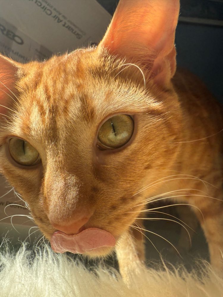 A closeup photo of an orange tabby cat licking his lips. 