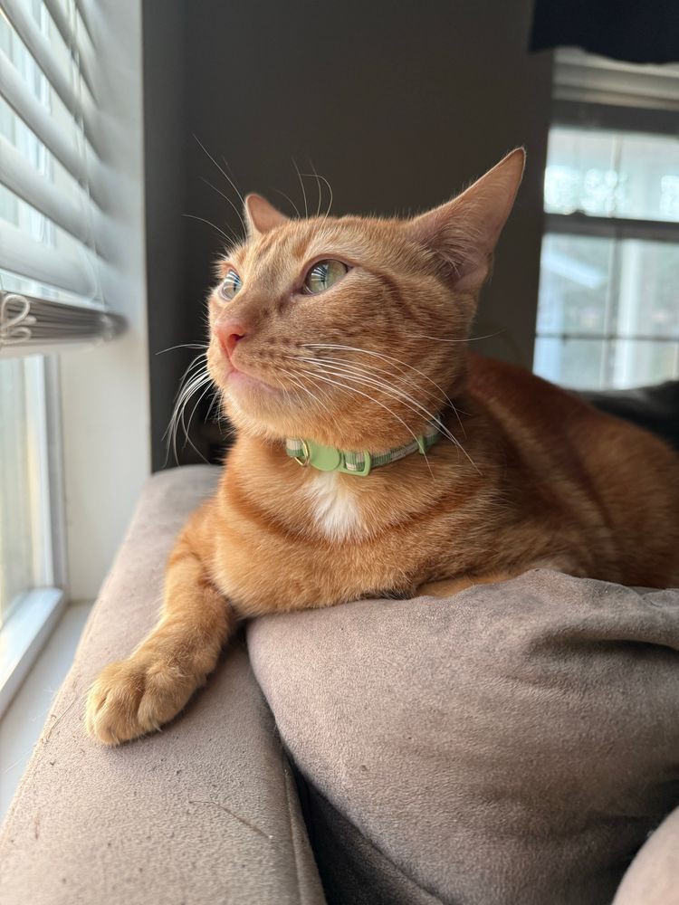 An orange tabby cat sitting on the back of a couch and looking out a window. 