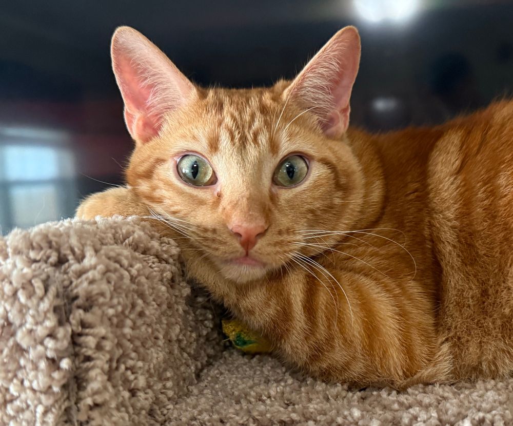 An orange tabby cat laying on the top of a cat tower, with his head resting on his arm while he looks directly at the camera. 