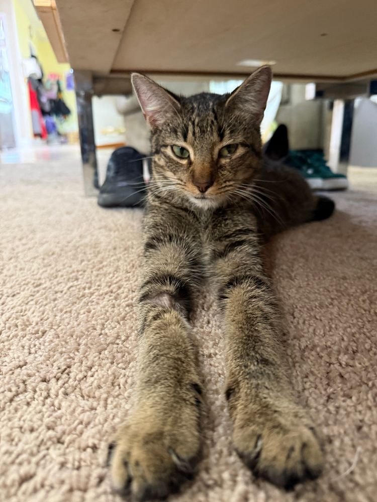 A gray tabby cat laying in the ground with his front legs stretched out straight in front of him. 