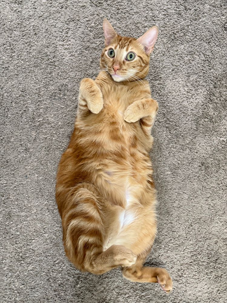 Orange tabby laying on his back. 