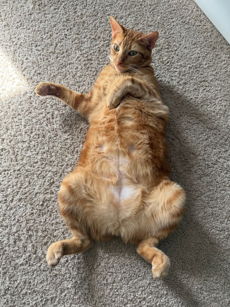 An orange tabby cat laying on its back. 