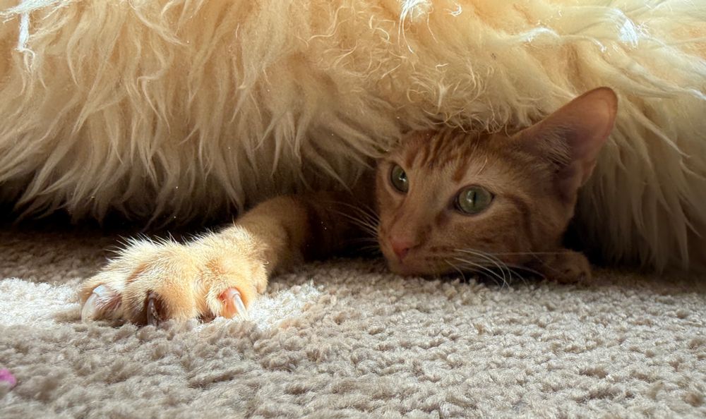 An orange cat peaking his head out of a sheep skin blanket, and one of his paws reaching out and clawing at a sunny spot on the carpet. 