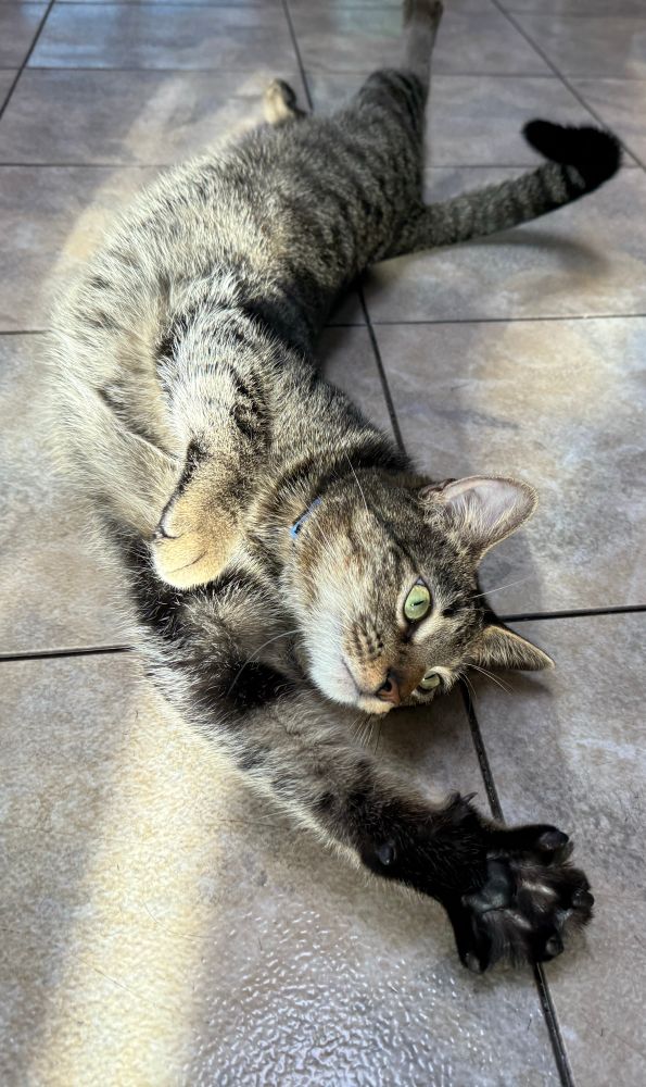 A gray tabby cat laying on a kitchen floor, stretching out and reaching towards the camera. 